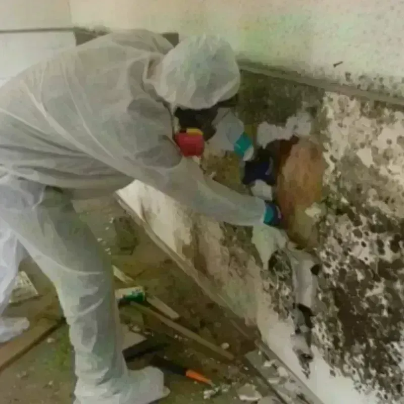 Mold Remediation and Removal in Strong, ME